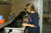 Hundekosmetiker/in