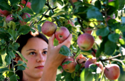 Obstbauer/-bäuerin