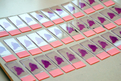 Biochemie, Bachelor of Science