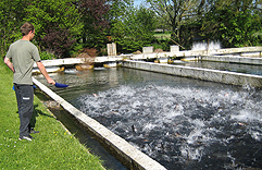 Fischwirt/in